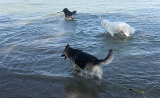 Michael C.'s photo of camping with pets at Wilson H Fox near Georgetown, TX