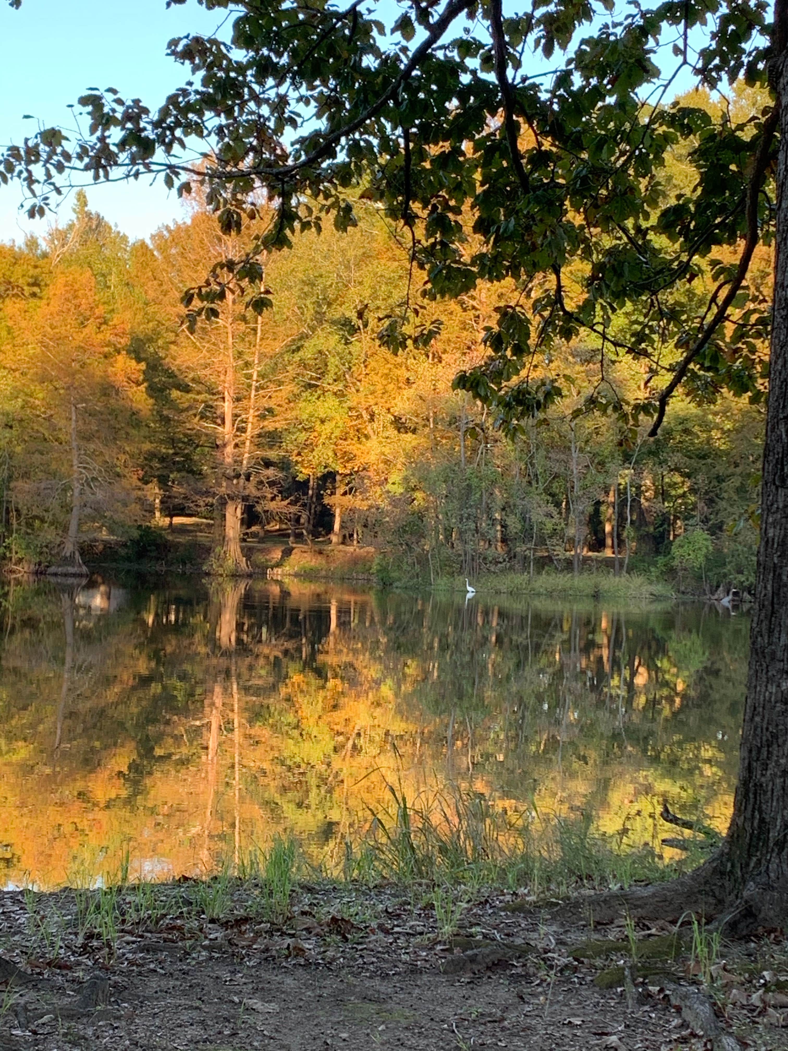 Camper-submitted photo at LeFleur&#x27;s Bluff State Park Campground in Mississippi