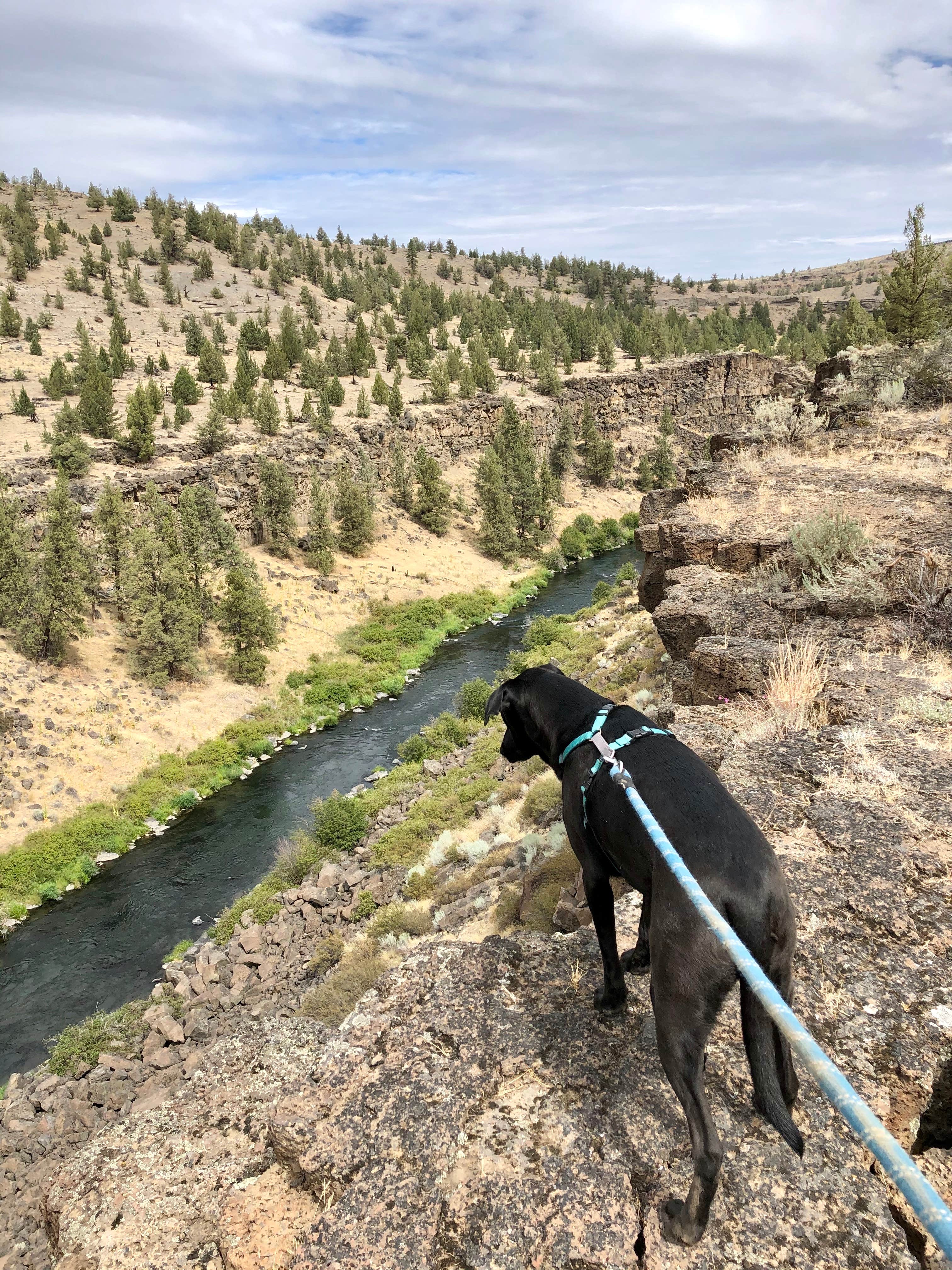 Sara R.'s photo of camping with pets at Steelhead Falls Trailhead & Campground near Madras, OR