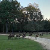 Review photo of Paradise Ranch RV Resort by Abraham H., November 14, 2020