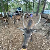 Review photo of Paradise Ranch RV Resort by Abraham H., November 14, 2020