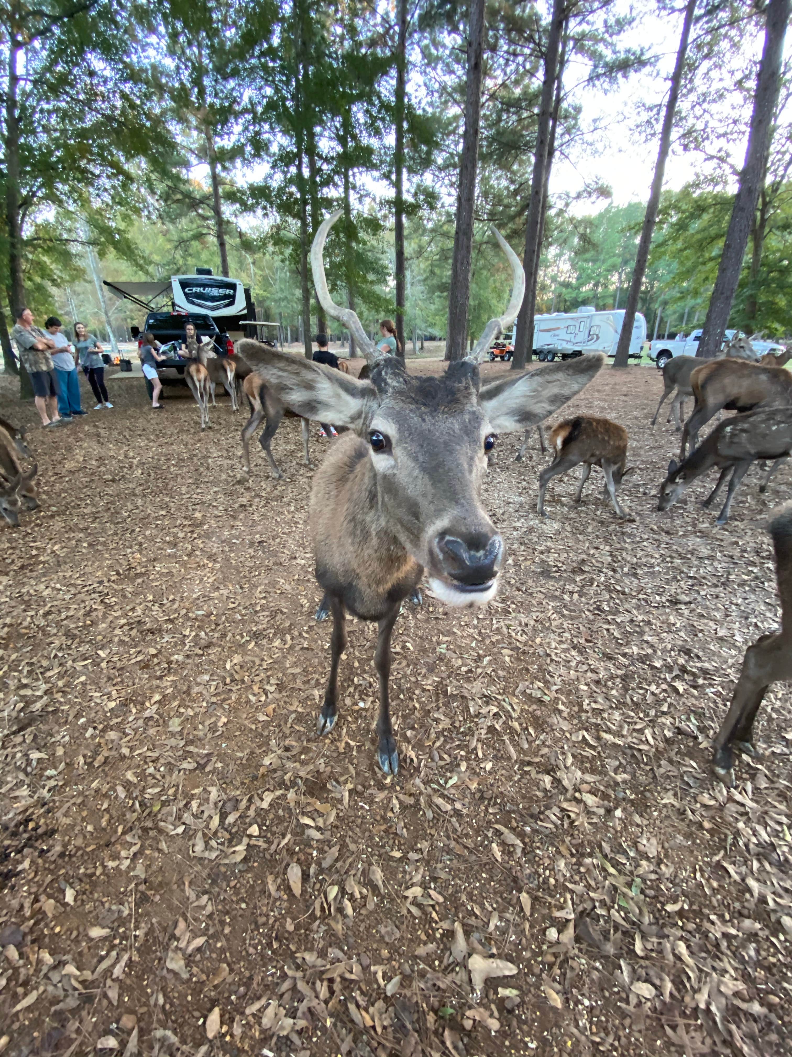 Abraham H.'s photo of camping with pets at Paradise Ranch RV Resort near Gloster, MS