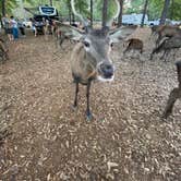 Review photo of Paradise Ranch RV Resort by Abraham H., November 14, 2020