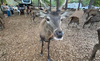 Abraham H.'s photo of camping with pets at Paradise Ranch RV Resort near Foxworth, MS