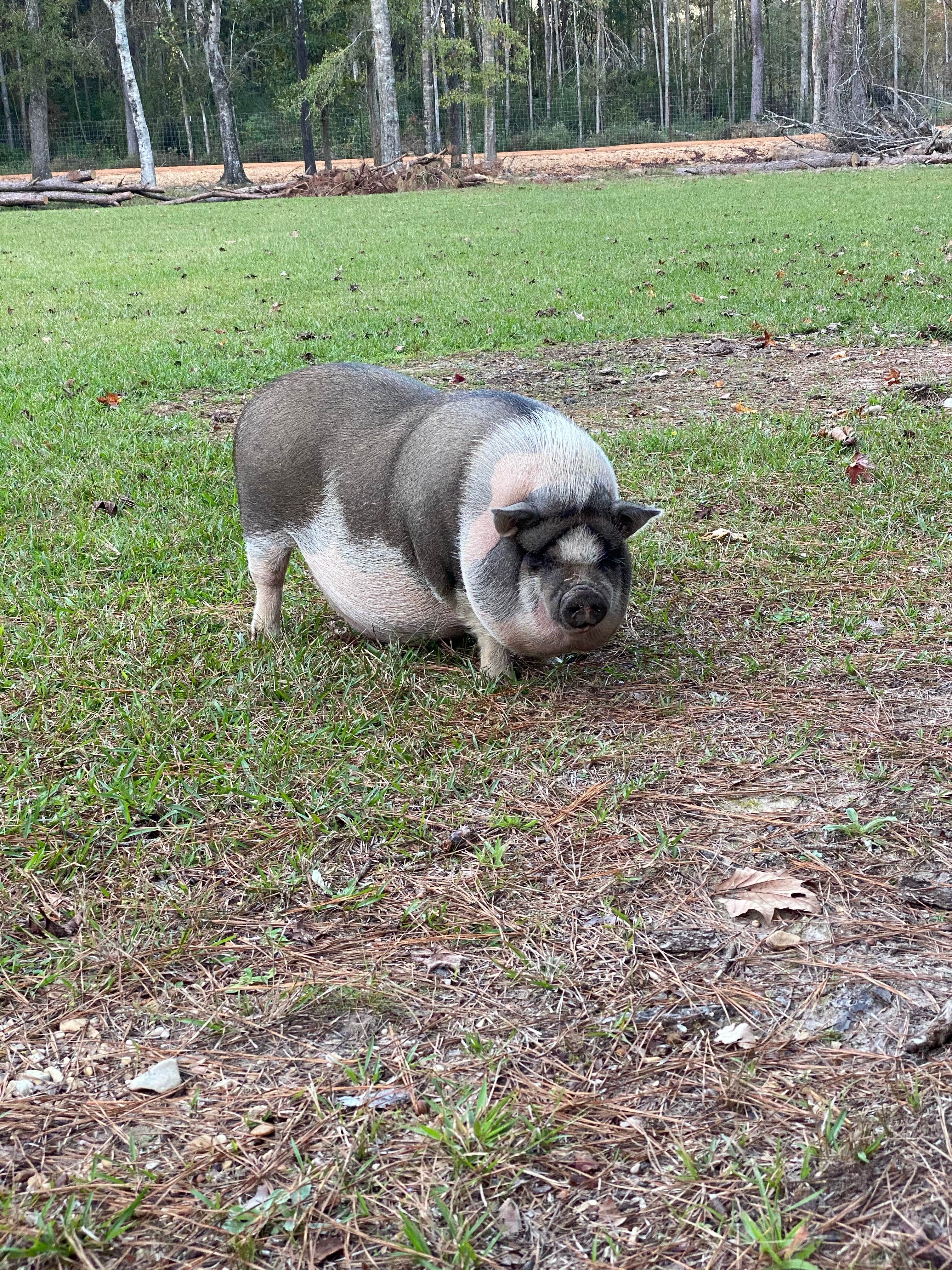Abraham H.'s photo of camping with pets at Paradise Ranch RV Resort near Homochitto National Forest