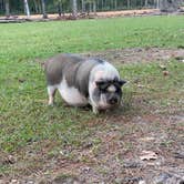Review photo of Paradise Ranch RV Resort by Abraham H., November 14, 2020