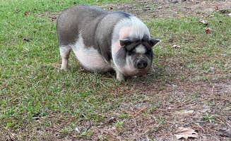 Abraham H.'s photo of camping with pets at Paradise Ranch RV Resort in Mississippi