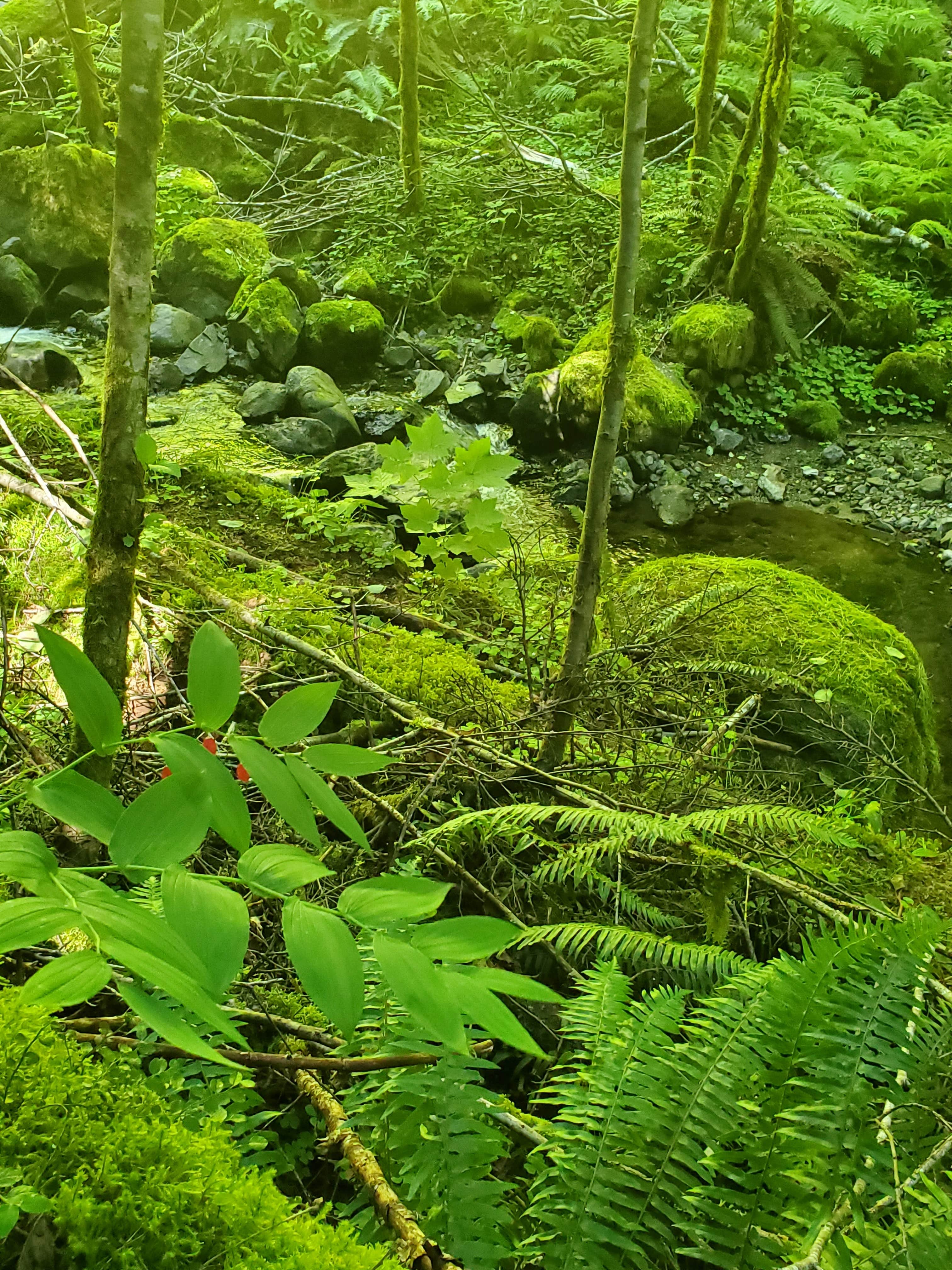 Camper-submitted photo at Tillamook State Forest Jordan Creek OHV Campground & Staging Area near Gales Creek, OR