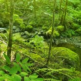Review photo of Tillamook State Forest Jordan Creek OHV Campground & Staging Area by Eric P., November 14, 2020