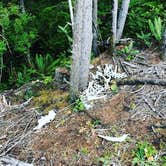 Review photo of Siuslaw National Forest Dispersed Camping by Ariel & John  W., November 14, 2020