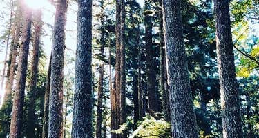 Siuslaw National Forest Dispersed Camping