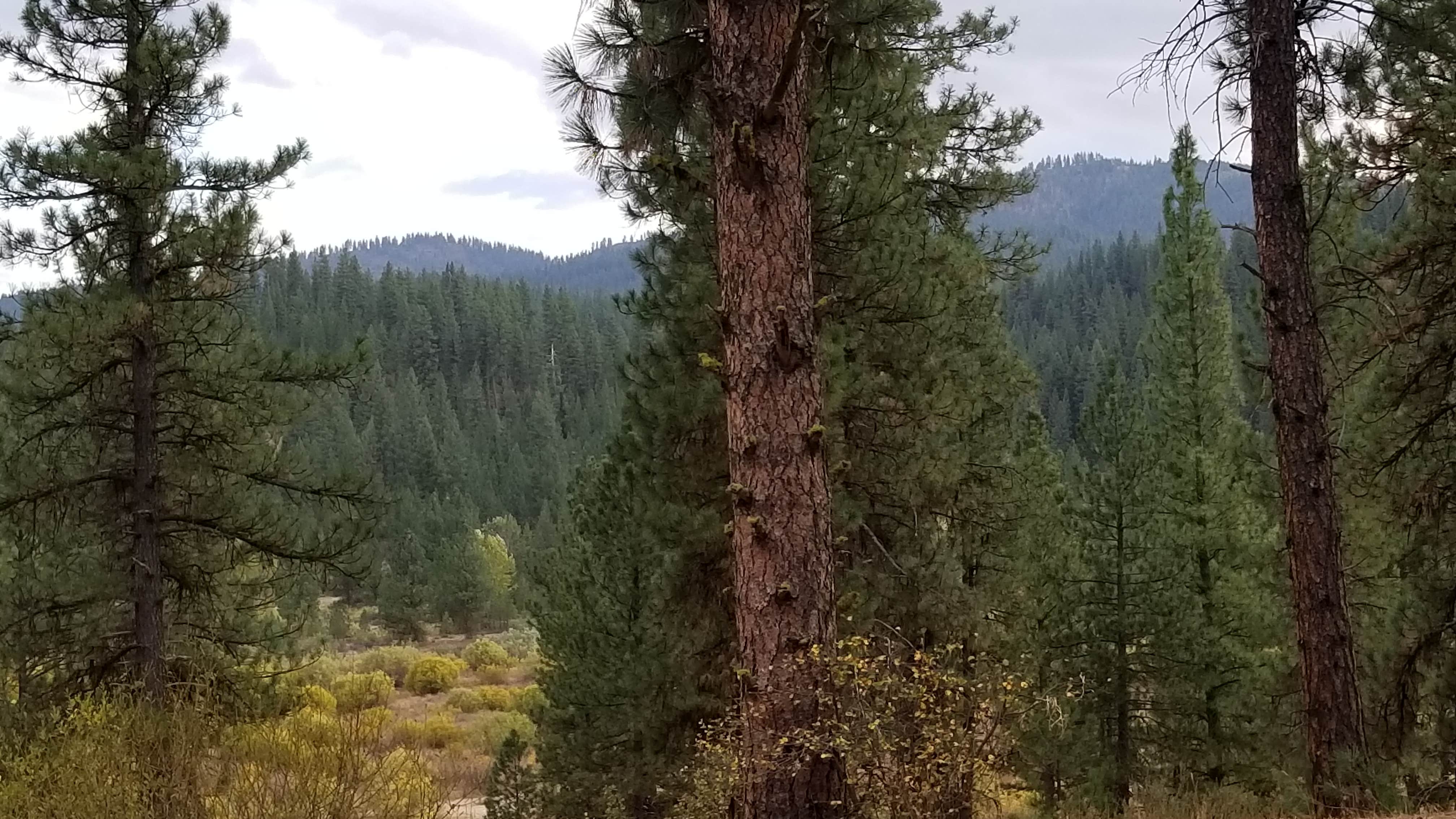 Camper-submitted photo at Cowboy Campground near Idaho City, ID