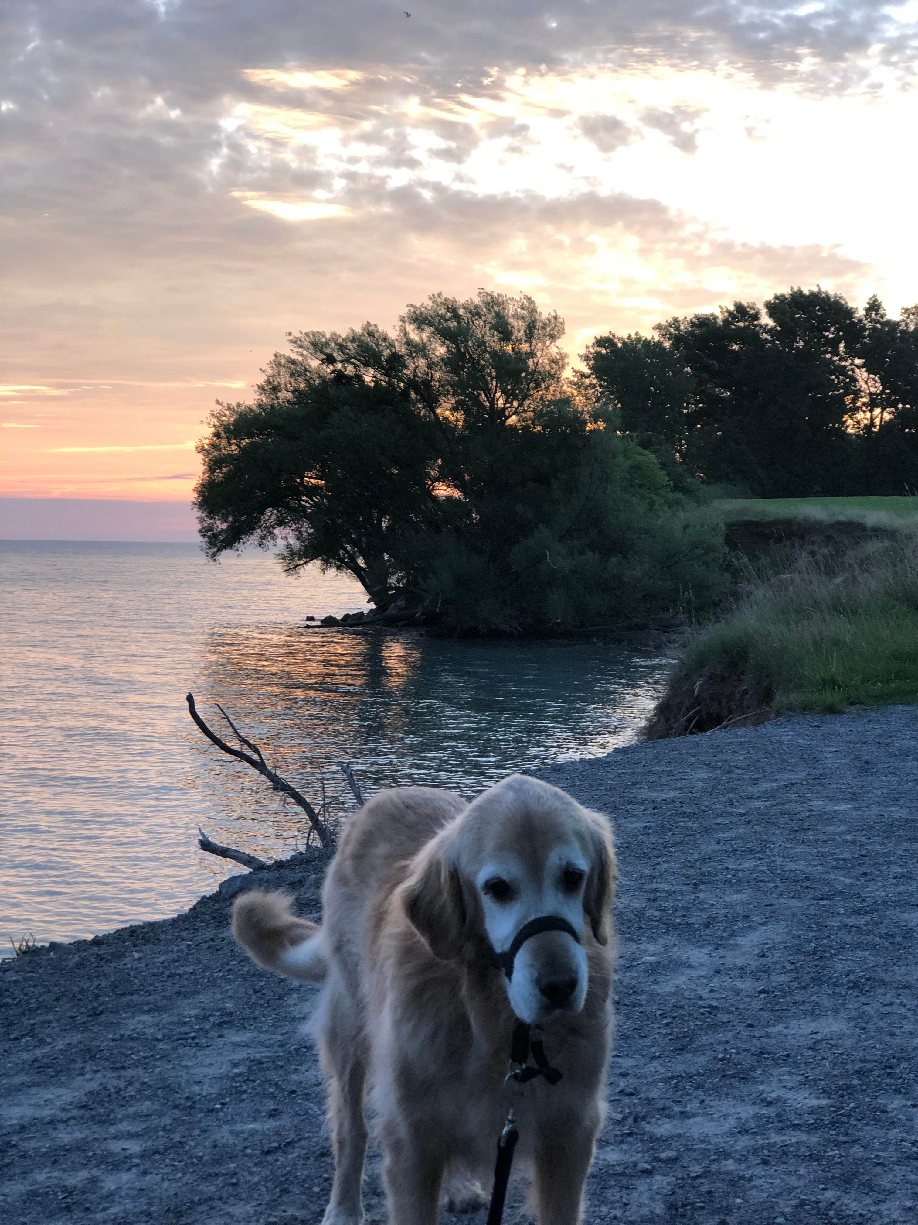 Loni W.'s photo of camping with pets at Four Mile Creek State Park Campground near Clarence, NY