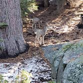 Review photo of Potwisha Campground — Sequoia National Park by Stacy C., November 15, 2020