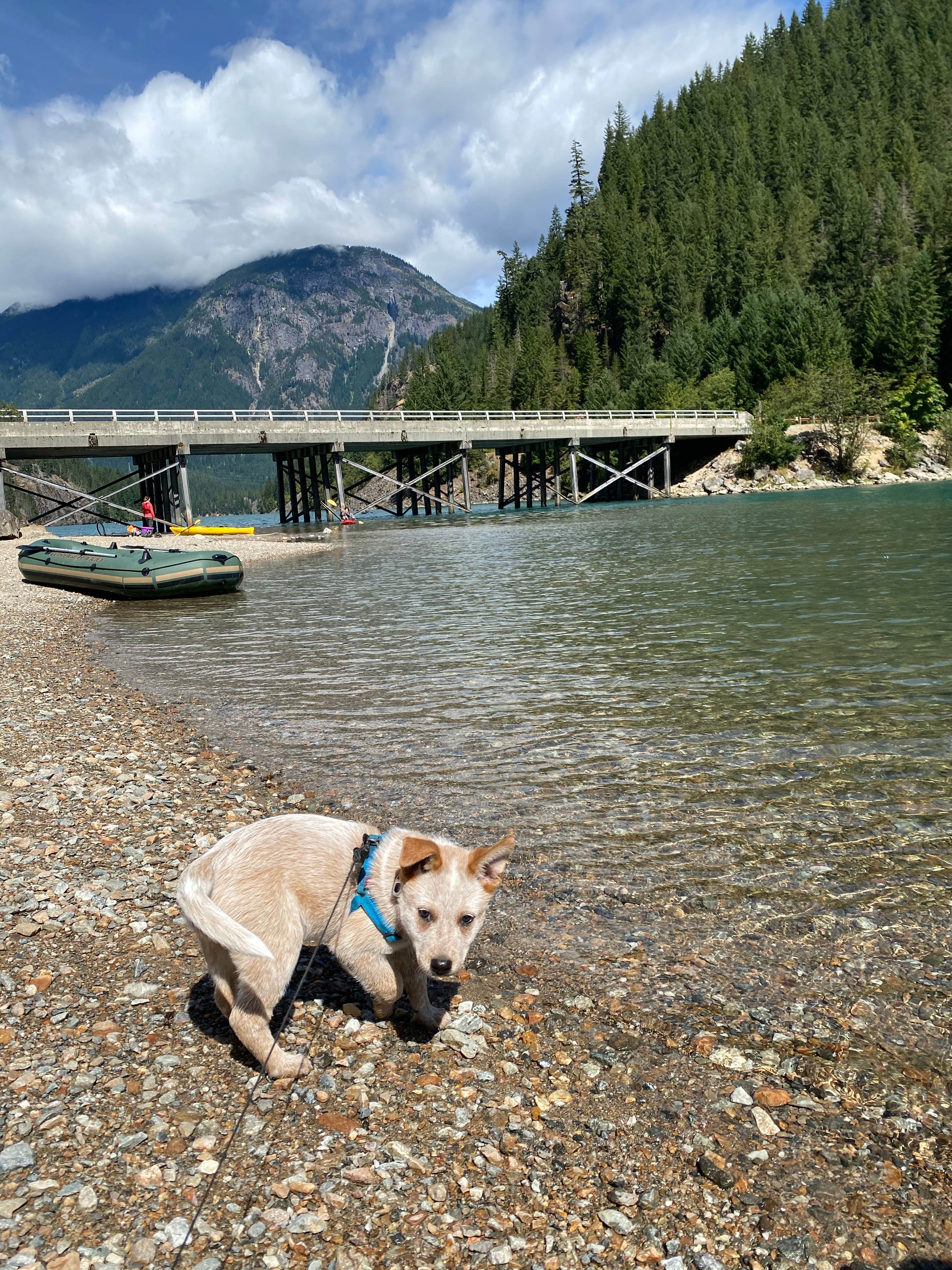 Shelly S.'s photo of camping with pets at Colonial Creek South Campground — Ross Lake National Recreation Area near Lake Chelan National Recreation Area