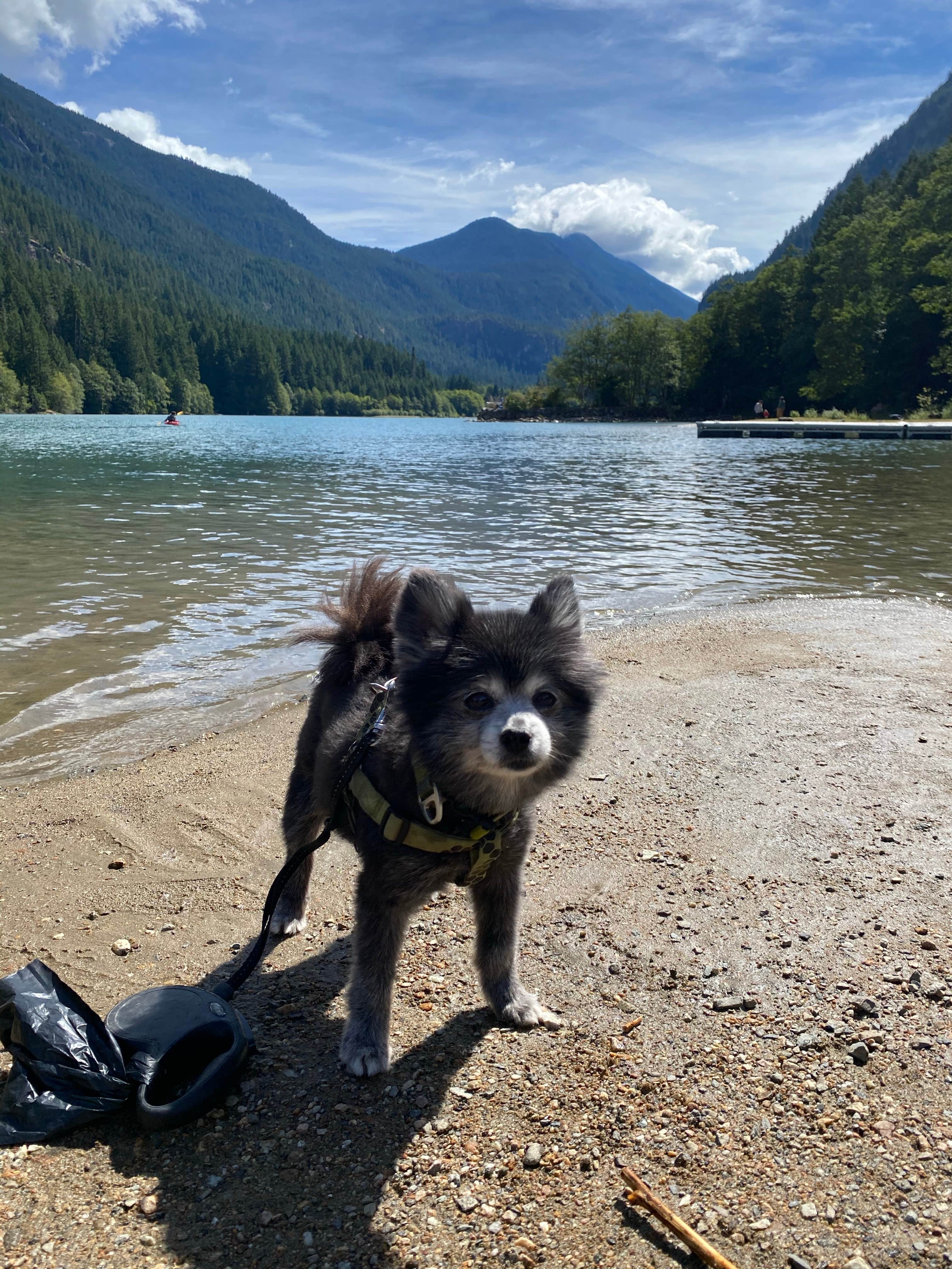 Shelly S.'s photo of camping with pets at Colonial Creek South Campground — Ross Lake National Recreation Area near Lake Chelan National Recreation Area