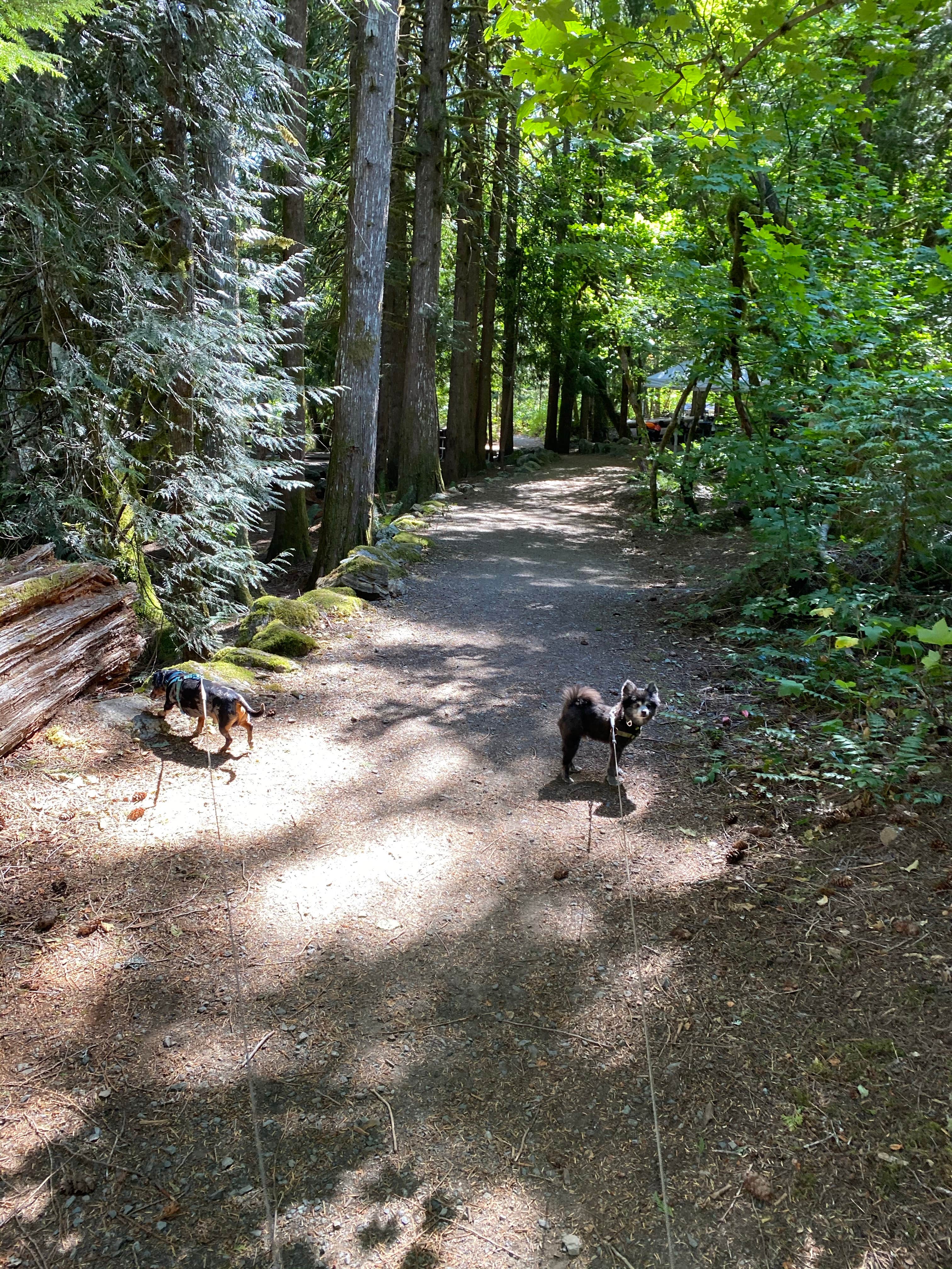 Shelly S.'s photo of camping with pets at Colonial Creek South Campground — Ross Lake National Recreation Area near North Cascades National Park