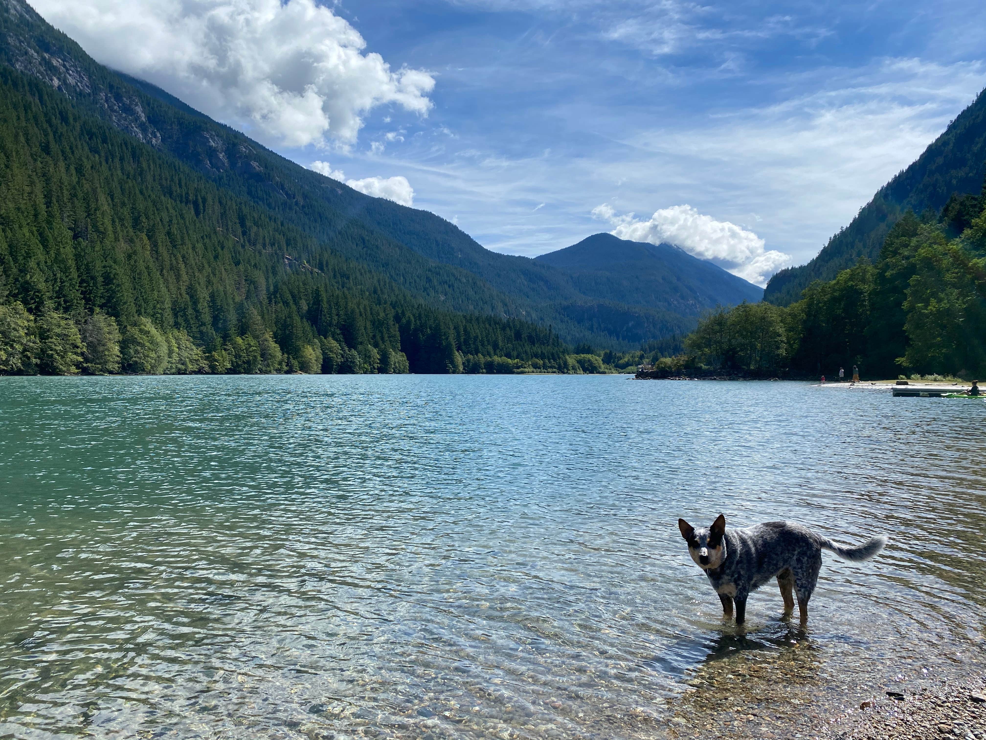 Shelly S.'s photo of camping with pets at Colonial Creek North Campground — Ross Lake National Recreation Area near Rockport, WA