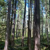 Review photo of Colonial Creek North Campground — Ross Lake National Recreation Area by Shelly S., November 15, 2020