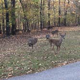Review photo of Deerlick Creek by Scott A., November 15, 2020