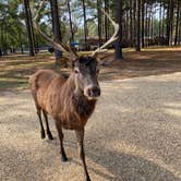 Review photo of Paradise Ranch RV Resort by Abraham H., November 14, 2020