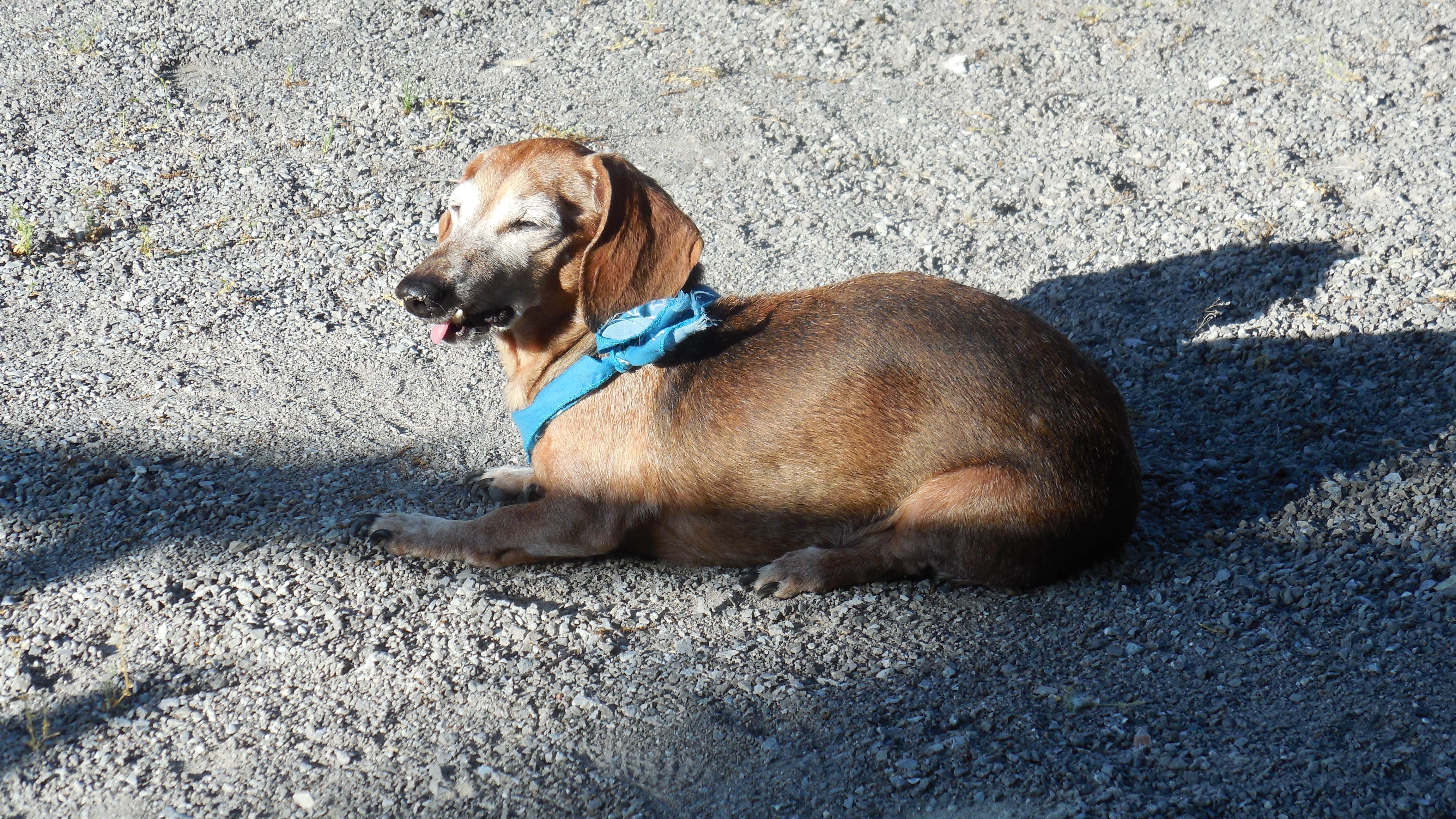 Myra P.'s photo of camping with pets at Lost Bridge North near Cave Springs, AR