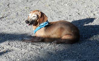 Myra P.'s photo of camping with pets at Lost Bridge North near Eureka Springs, AR