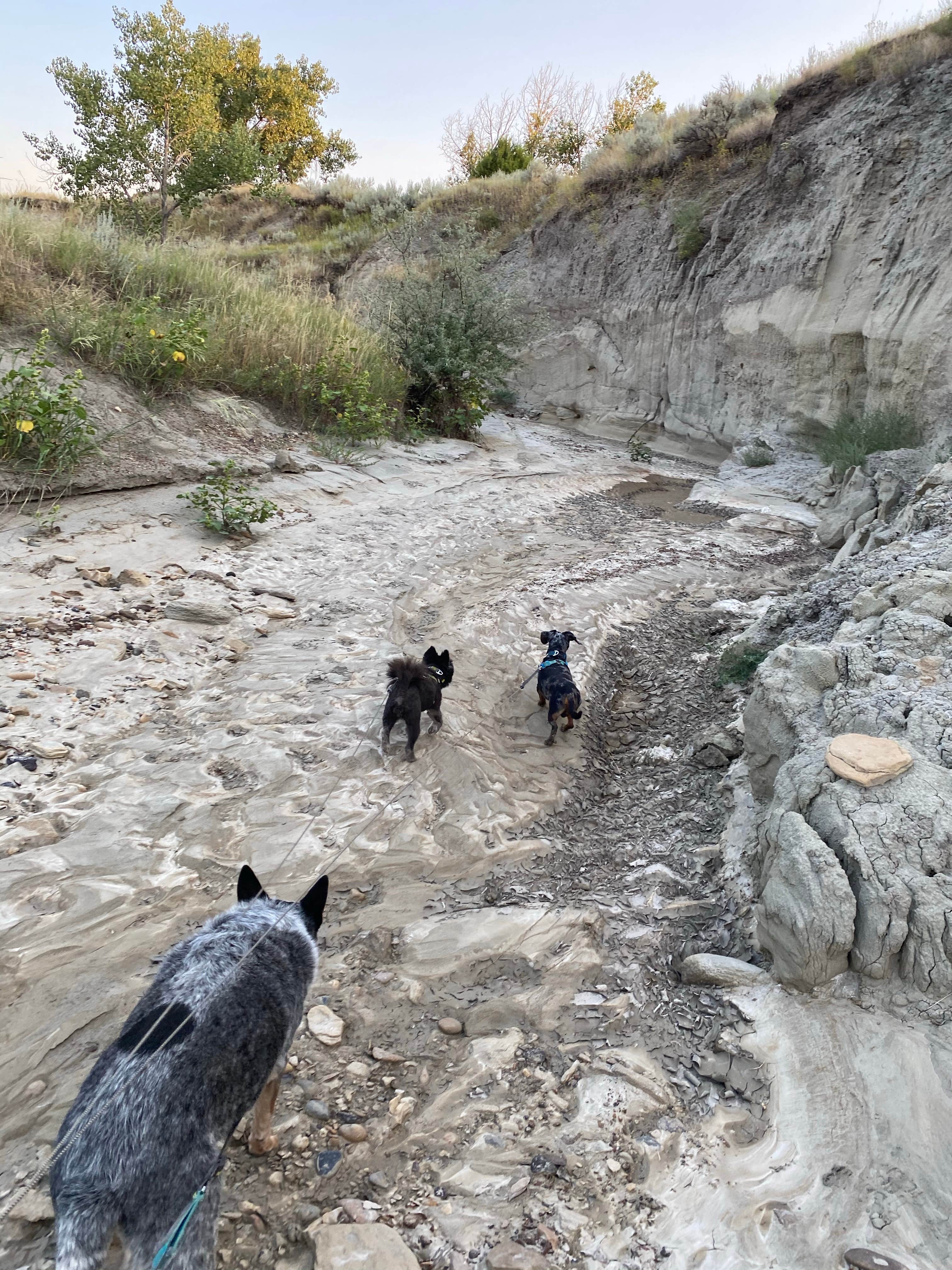Shelly S.'s photo of camping with pets at Makoshika State Park Campground near Terry, MT