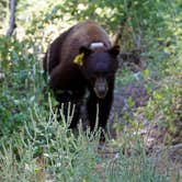 Review photo of Upper Pines Campground — Yosemite National Park by Sam & Amy inc.  L., November 16, 2020