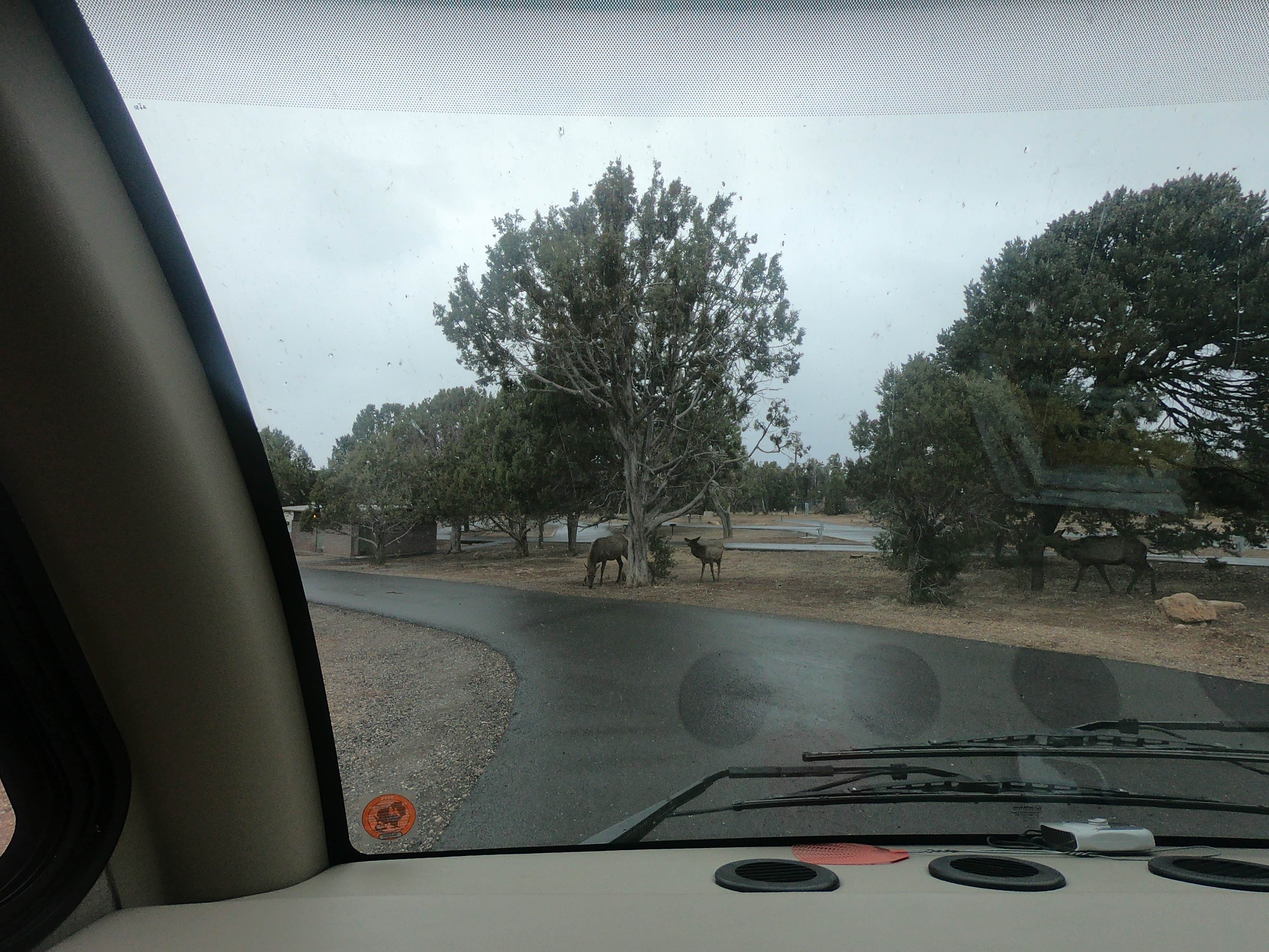 Debra M.'s photo of camping with a horse at Trailer Village RV Park — Grand Canyon National Park near Gray Mountain, AZ