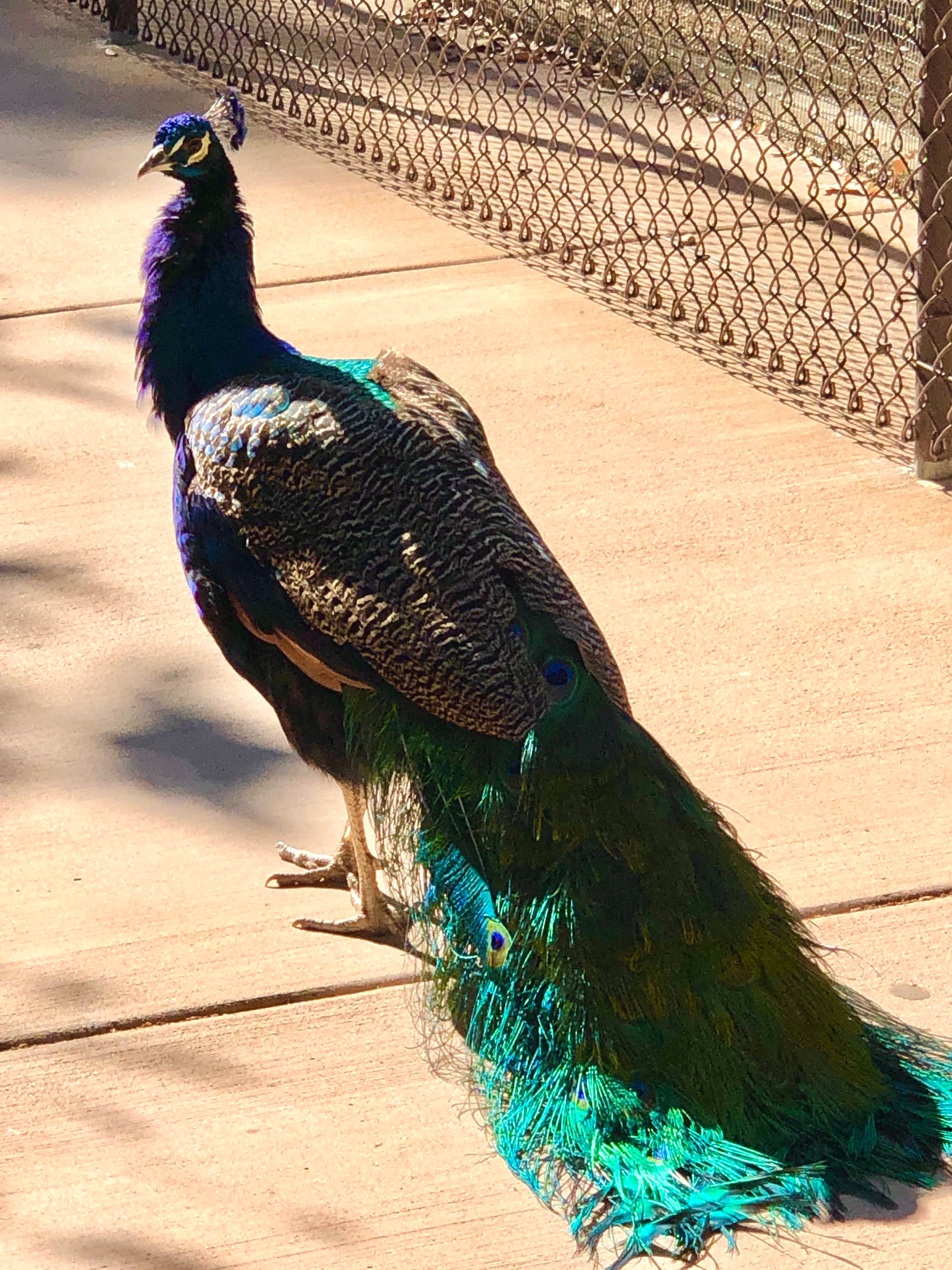 Camper-submitted photo at Steckel Park near Santa Paula, CA