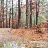 Review photo of Shawme Crowell State Forest by Jean C., November 16, 2020