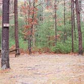 Review photo of Shawme Crowell State Forest by Jean C., November 16, 2020