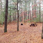 Review photo of Shawme Crowell State Forest by Jean C., November 16, 2020