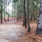 Review photo of Shawme Crowell State Forest by Jean C., November 16, 2020