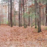 Review photo of Shawme Crowell State Forest by Jean C., November 16, 2020