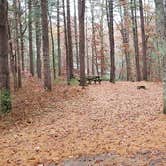 Review photo of Shawme Crowell State Forest by Jean C., November 16, 2020