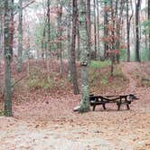 Review photo of Shawme Crowell State Forest by Jean C., November 16, 2020