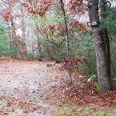 Review photo of Shawme Crowell State Forest by Jean C., November 16, 2020