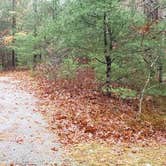 Review photo of Shawme Crowell State Forest by Jean C., November 16, 2020