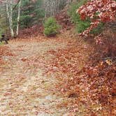 Review photo of Shawme Crowell State Forest by Jean C., November 16, 2020