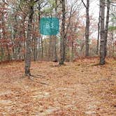 Review photo of Shawme Crowell State Forest by Jean C., November 16, 2020