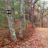 Review photo of Shawme Crowell State Forest by Jean C., November 16, 2020