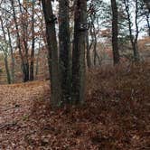 Review photo of Shawme Crowell State Forest by Jean C., November 16, 2020