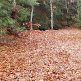 Review photo of Shawme Crowell State Forest by Jean C., November 16, 2020