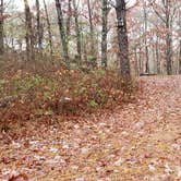 Review photo of Shawme Crowell State Forest by Jean C., November 16, 2020