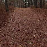 Review photo of Shawme Crowell State Forest by Jean C., November 16, 2020