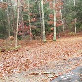 Review photo of Shawme Crowell State Forest by Jean C., November 16, 2020