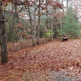 Review photo of Shawme Crowell State Forest by Jean C., November 16, 2020