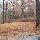 Review photo of Shawme Crowell State Forest by Jean C., November 16, 2020